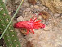 Cleistocactus samaipatanus (fam Cactacees) (Bolivie) (2) (Photo F. Mrugala)